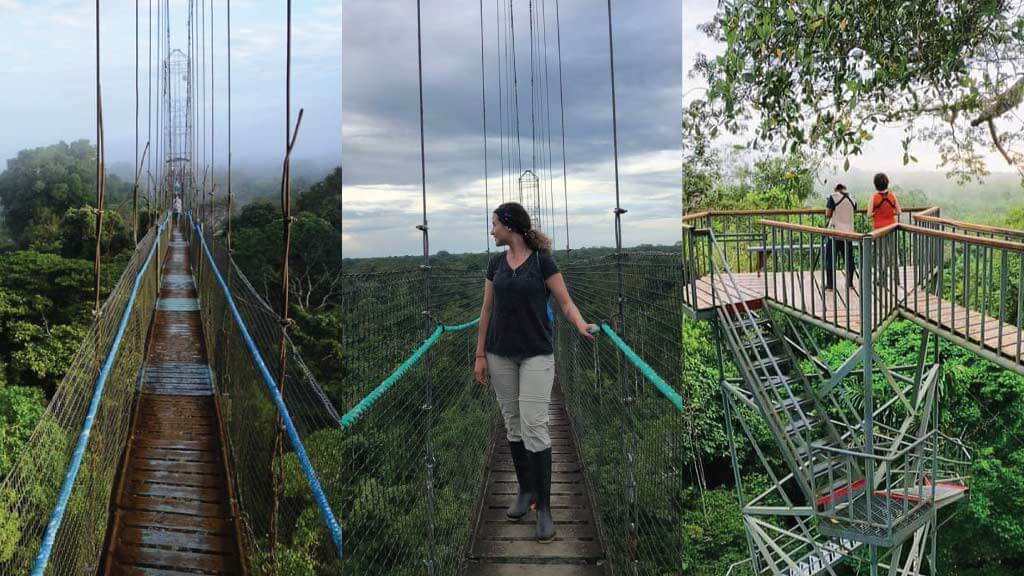 Sacha Lodge canopy walkway for great amazon rainforest views