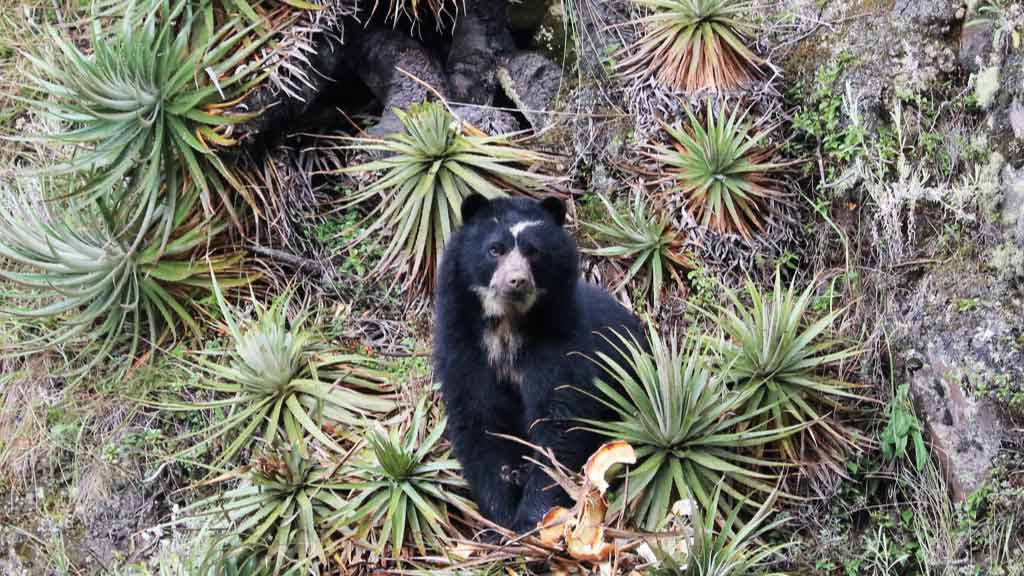 chakana-reserve-ecuador andean-bear