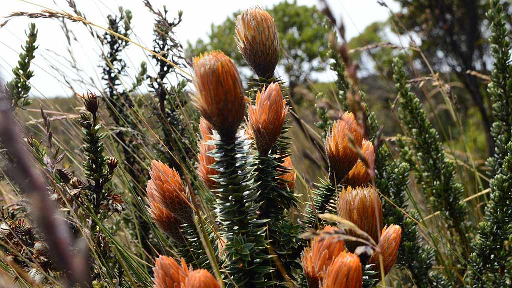 chuquiragua plant 