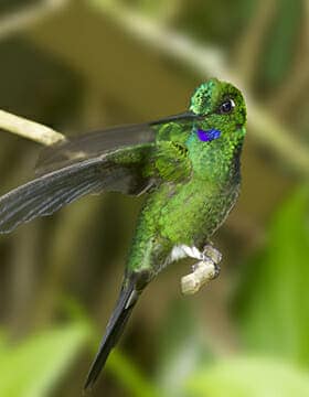 colibríes del bosque nuboso de ecuador