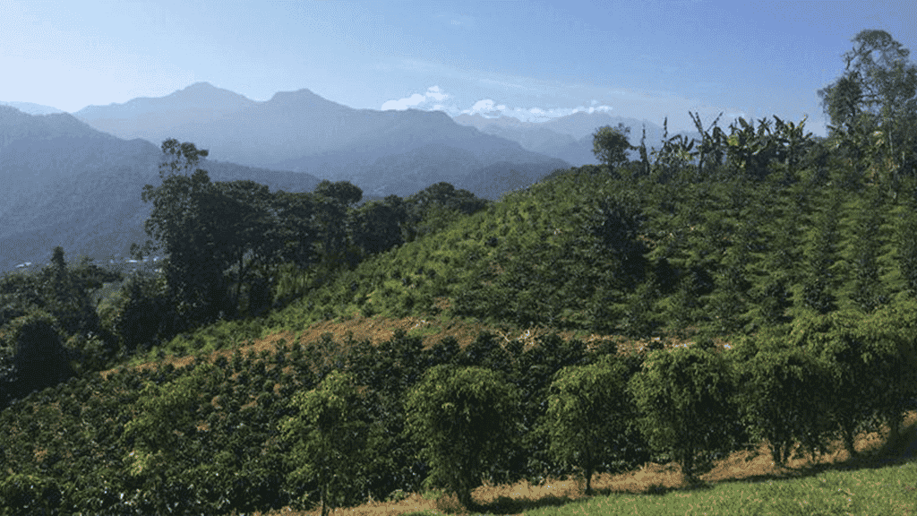coffee-plantation mindo ecuador