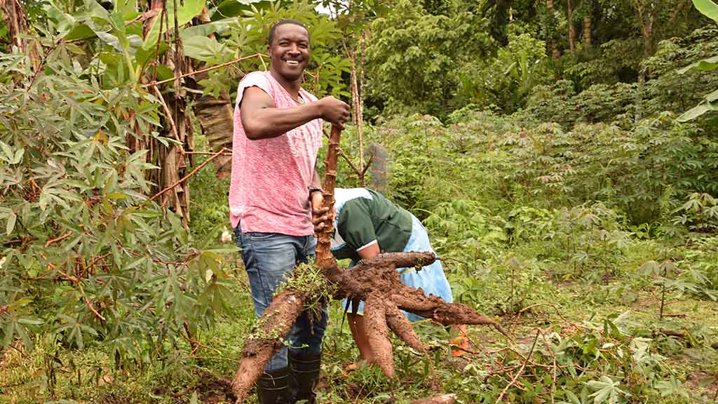 man with yuca plant cuyabeno rainforest