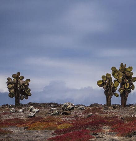 tourists-admiring-birds-at-the-galapagos-islands-archipelago in Ecuador 