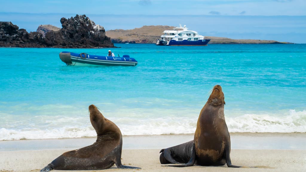 endemic cruise with two sea lions rest on a white sandy beach