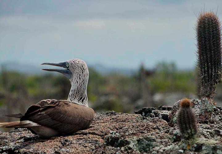 GALAPAGOS LAND BASED TOURS