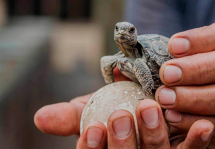 GALAPAGOS LAND BASED TOURS