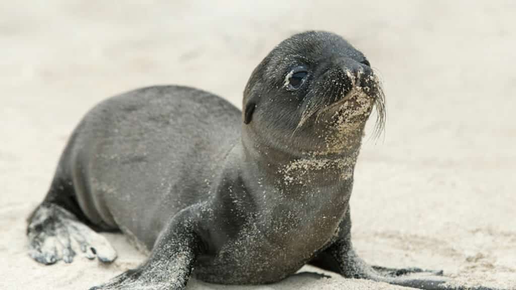 schattige baby zeeleeuwpup Galapagos eilanden