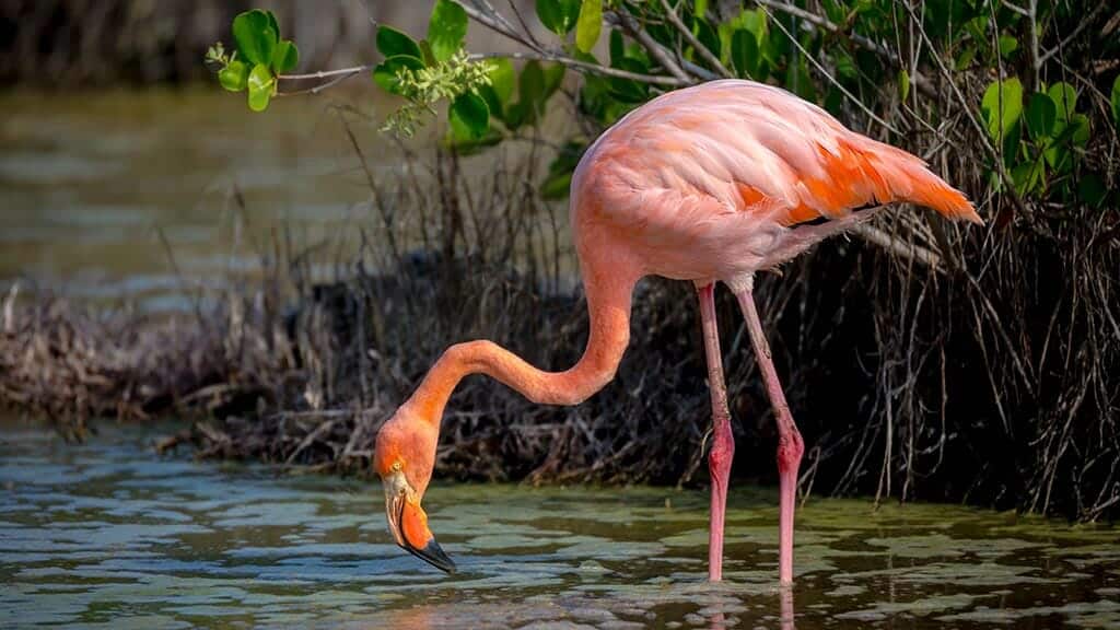 Galapagos-Flamingo, der in der Lagune der Insel Isabela nach Nahrung sucht