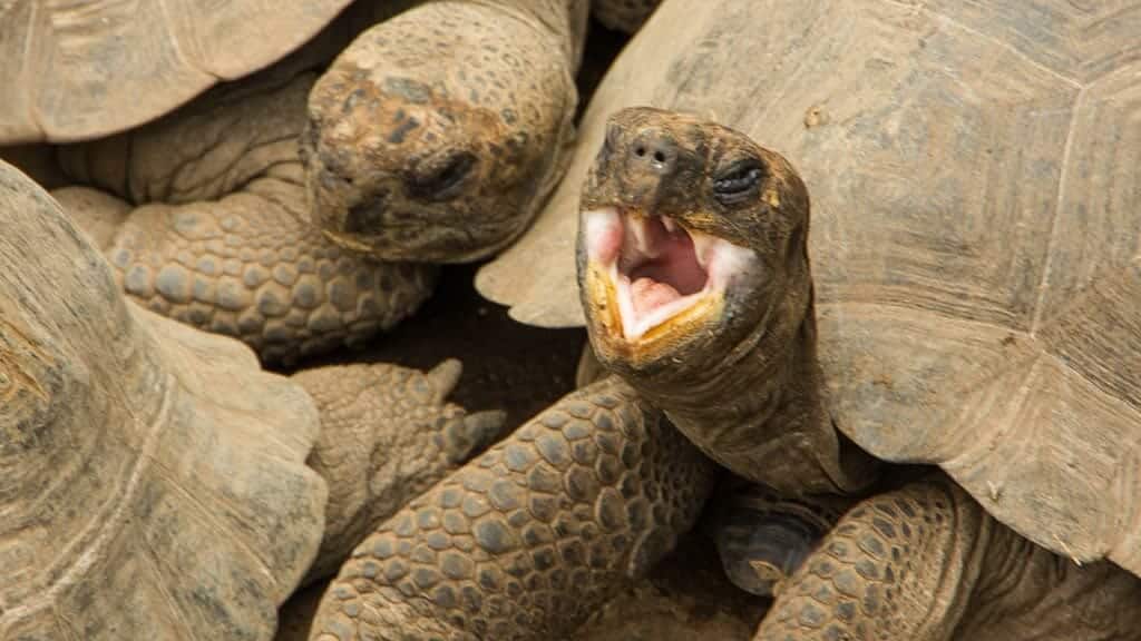 closeup of juvenile giant galapagos tortoise
