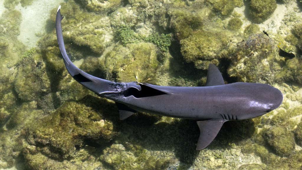 whitetip reef shark las tintoreras isabela island galapagos