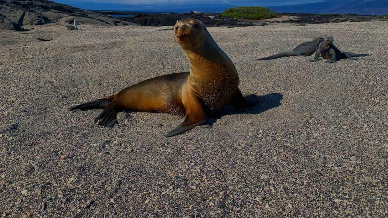 galapagos-islands-facts-image of sealion and marine iguanas on beach
