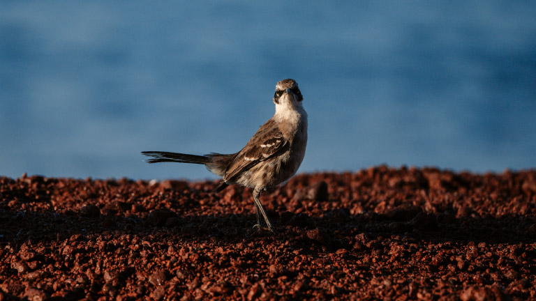 galapagos-mocking-bird-close-up