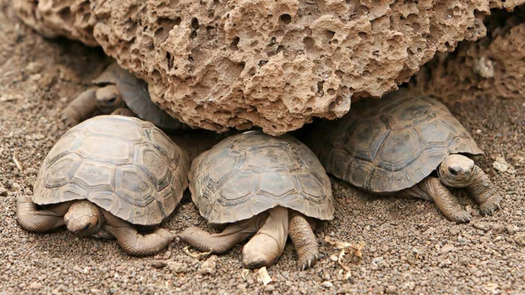 three juvenile galapagos tortoises sit together under rock