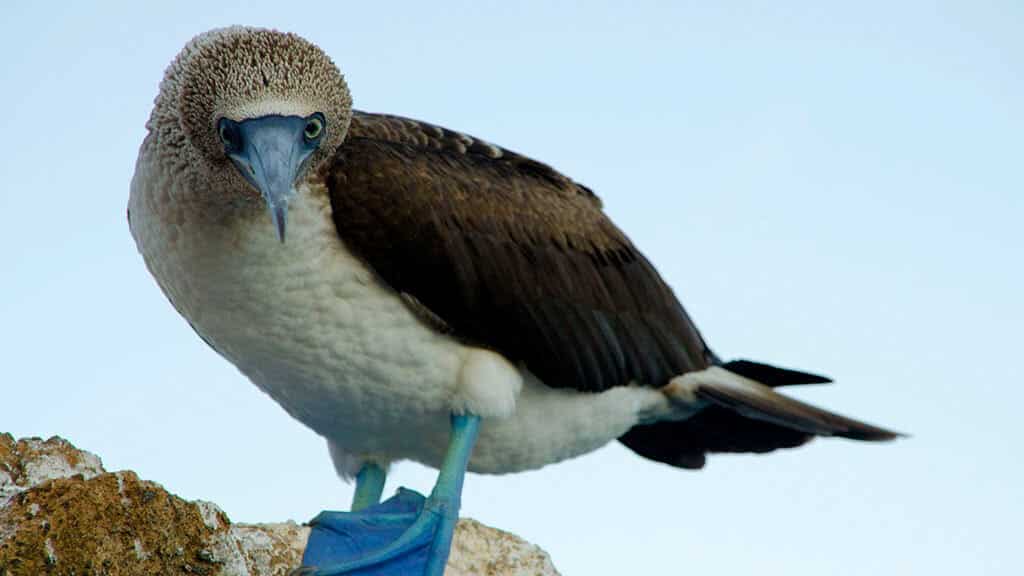 ein Galapagos-Blaufußtölpel, der in die Kamera schaut