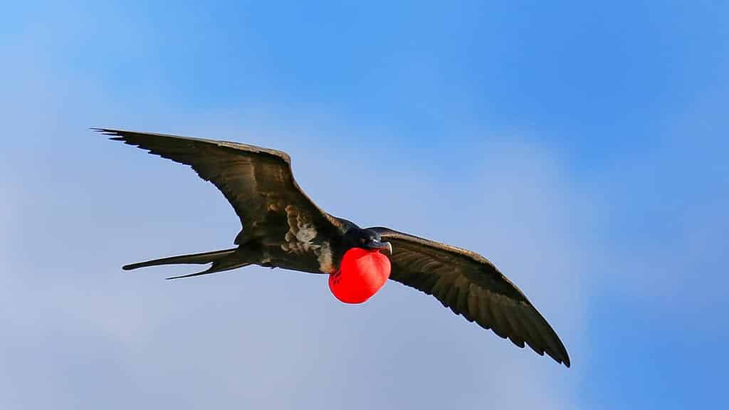 galapagos islands frigate bird flying with red pouch