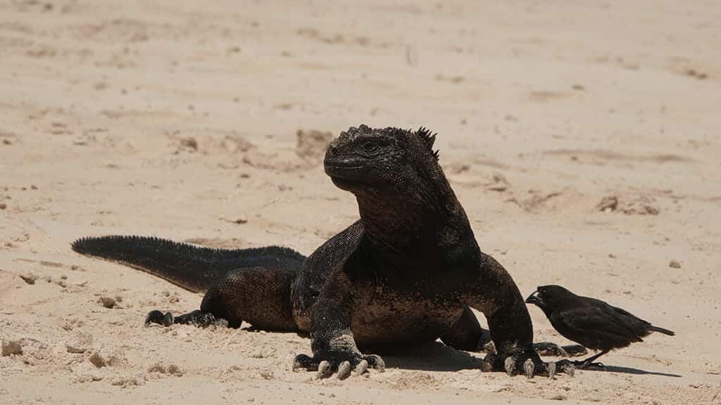 galapagos marine iguana und darwin finch zusammen am tortuga bay beach santa cruz