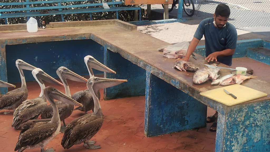 hongerige pelikanen en fisgerman op puerto ayora vismarkt galapagos