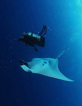 galapagos scuba diving with manta ray