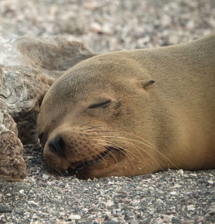 galapagos islands cruises best deals and tours 