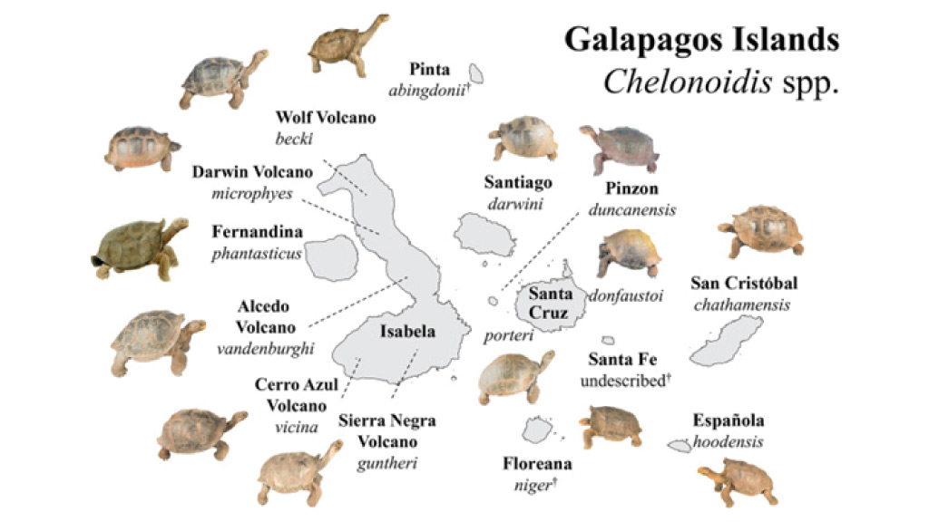 galapagos-tortoises-evolutionary-process charles darwin