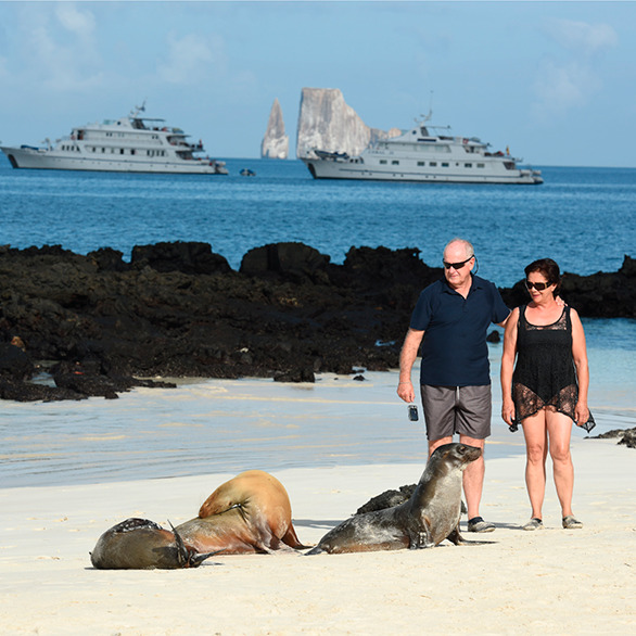 galapagos islands tourists walk on beach with sea lions