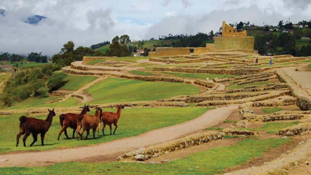 resident llamas at ingapirca inca ruins, ecuador
