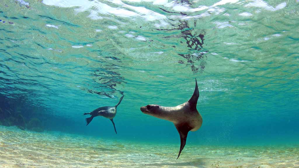 isabela eiland Galapagos landtour snorkelen met zeeleeuwen