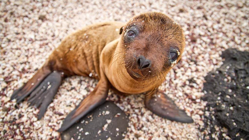 common galapagos islands animals - a cute sealion pup on isabela island