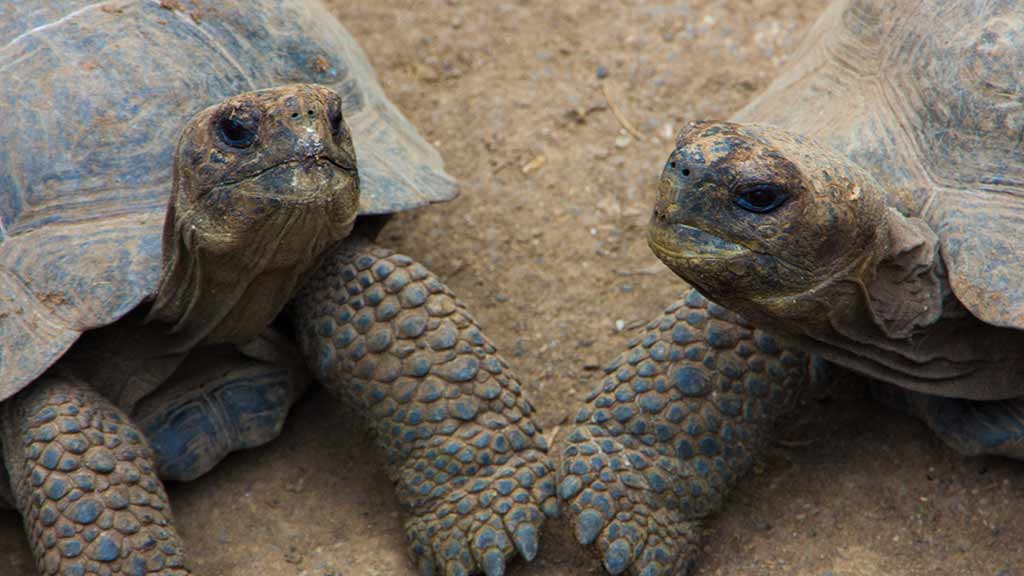 tortues adolescentes des galapagos de l'île isabela