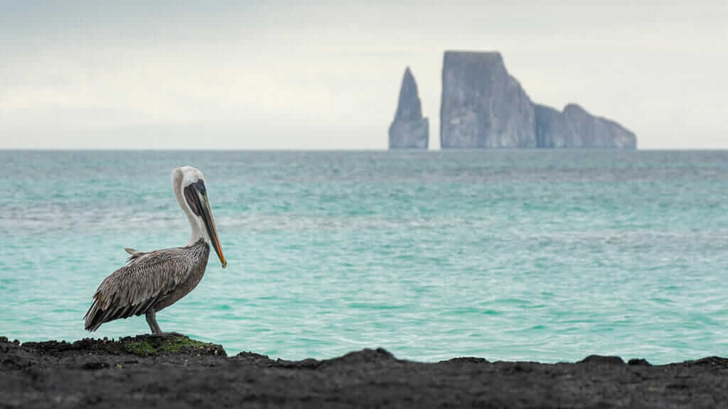 glapagos islands facts - kicker rock bird watching galapagos pelican