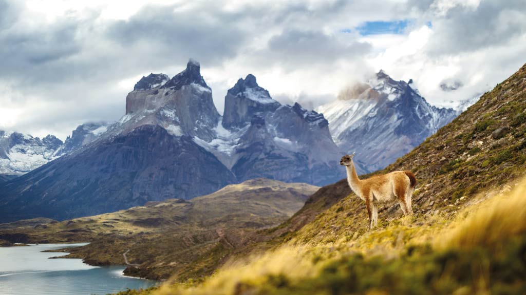 patagonia alpaca torres del paine south america bucket list destinations