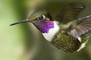 male-purple-throated-woodstar-hummingbird-in-tandayapa
