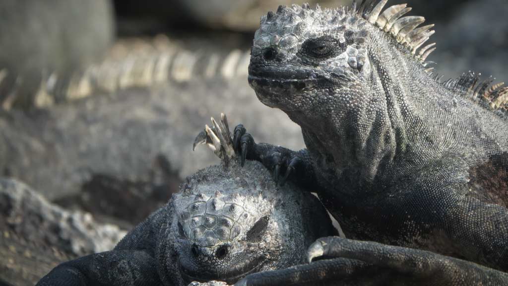 marine-iguanas-resting-together at-galapagos