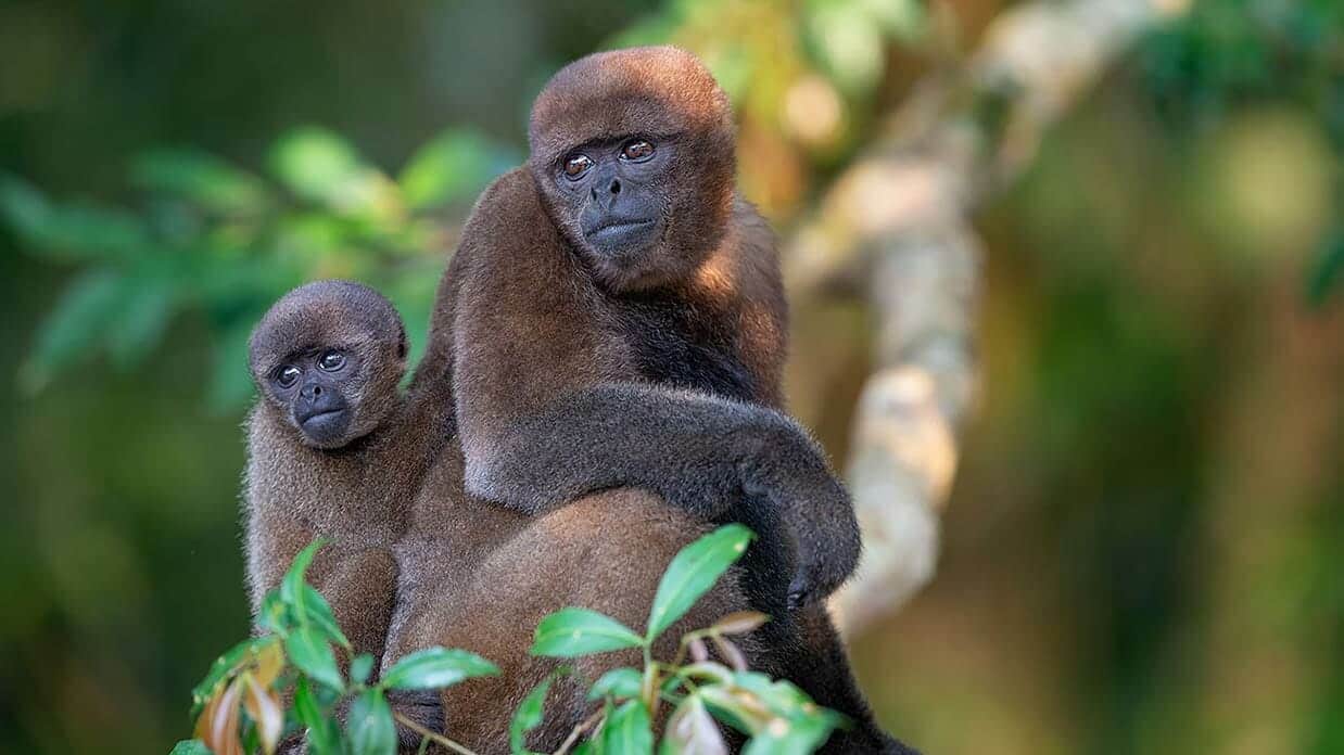 two woolly monkeys in yasuni ecuaodr