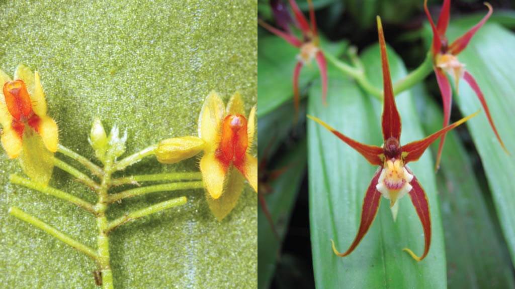 ecuadorian orchids in mindo