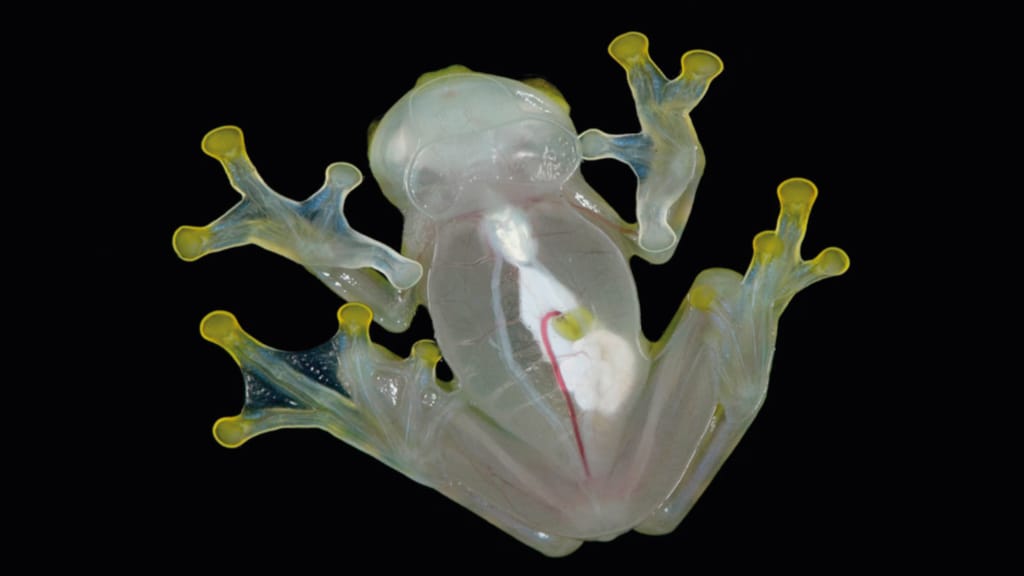 Reticulated Glassfrog (Hyalinobatrachium valerioi) ecuador