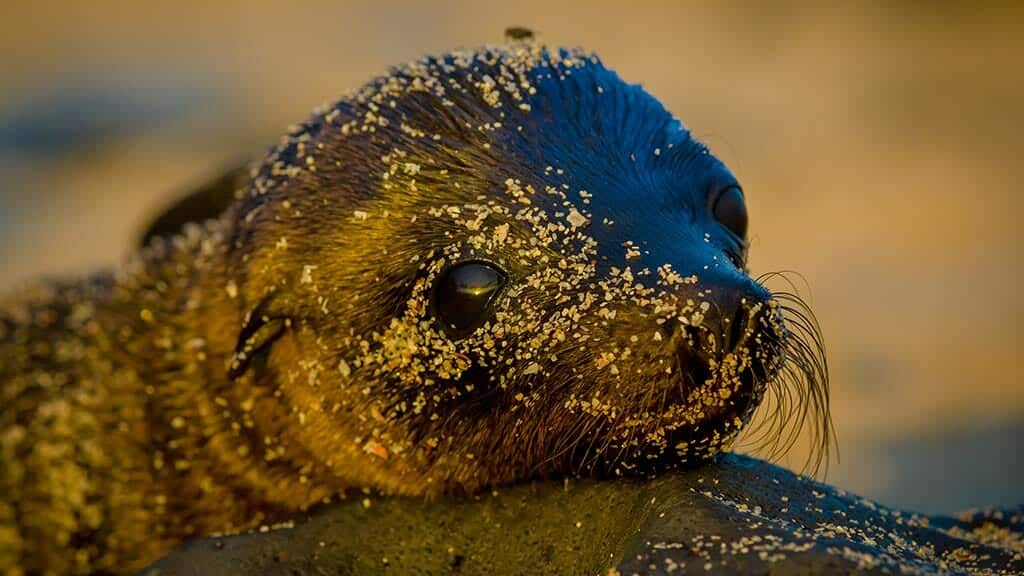 galapagos zeeleeuw pup puerto baquerizo moreno san cristobal