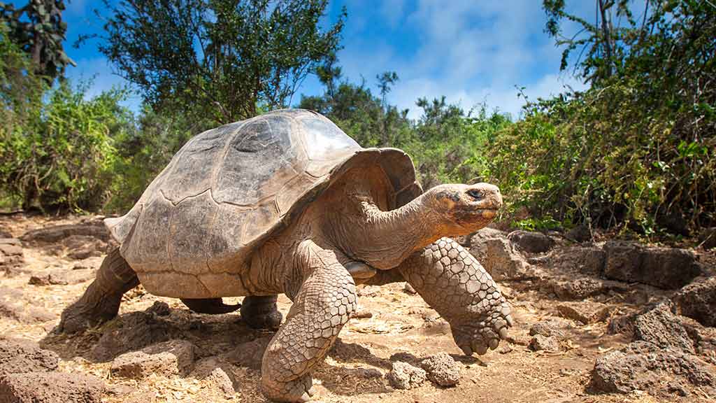 galapagos animals facts - giant tortoise walking on san cristobal island