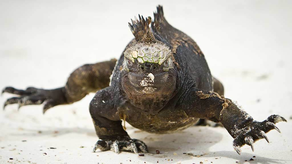 galapagos marine iguana zu fuß in richtung kamera am tortuga bay beach galapagos