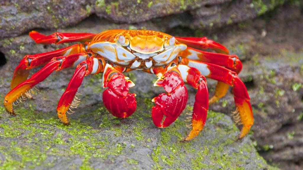 sally crabe aux pieds légers san cristobal galapagos