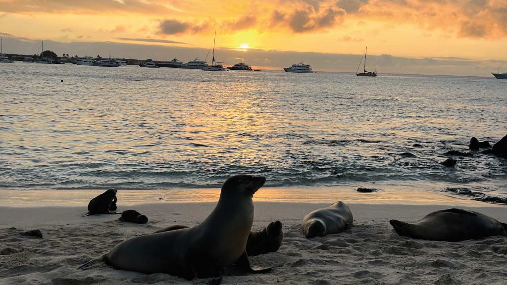 A group of sea lions resting on the rocky shores of the Galapagos Islands.