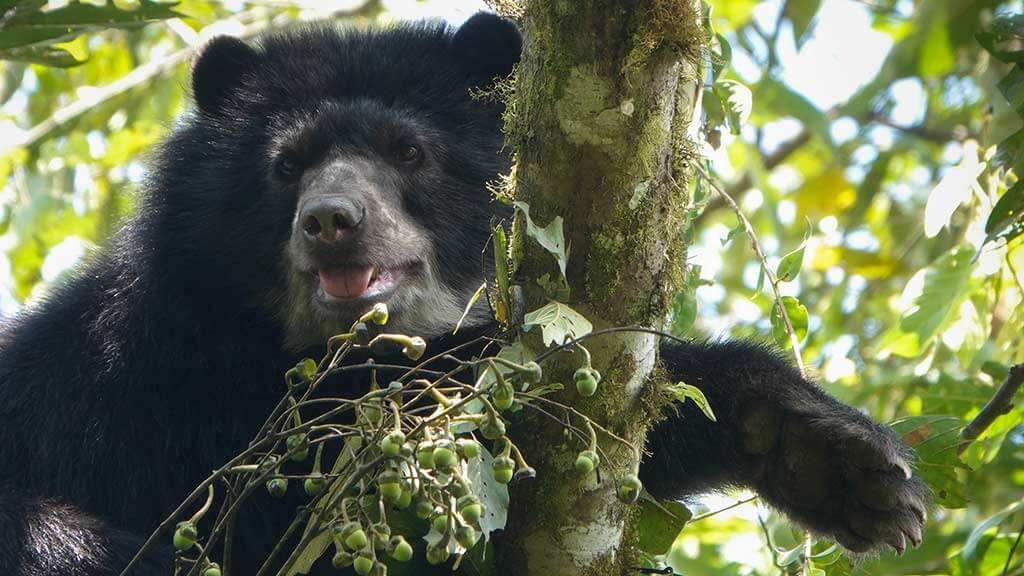 spectacled-bear-resting-on-a-tree-in-ecuador