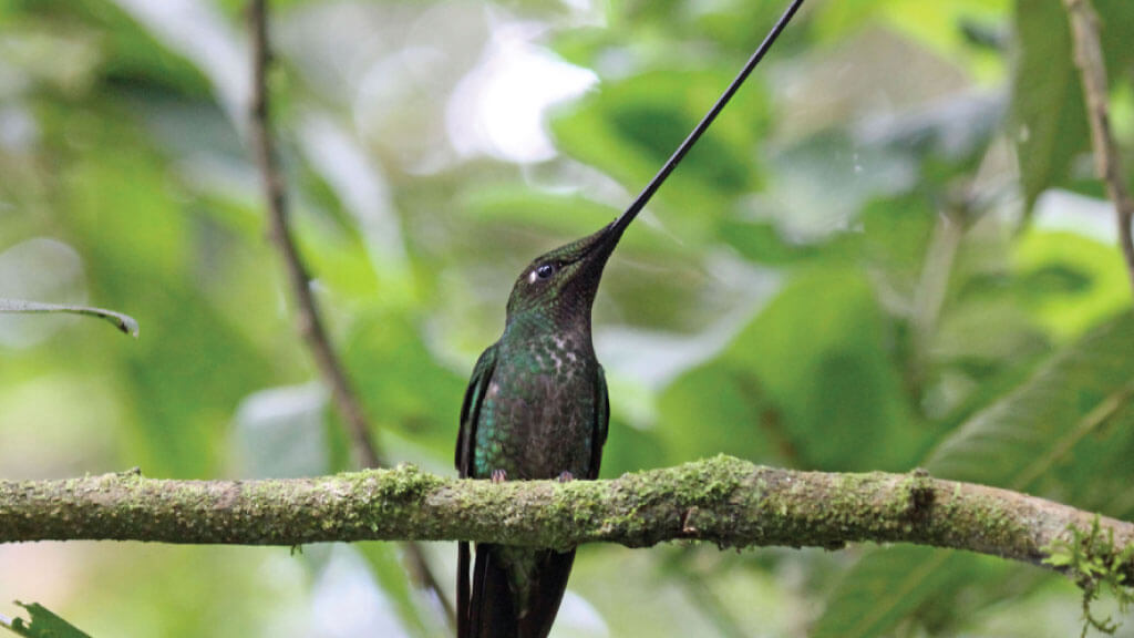 sword-billed-hummingbird at papallacta ecuador birdwatching