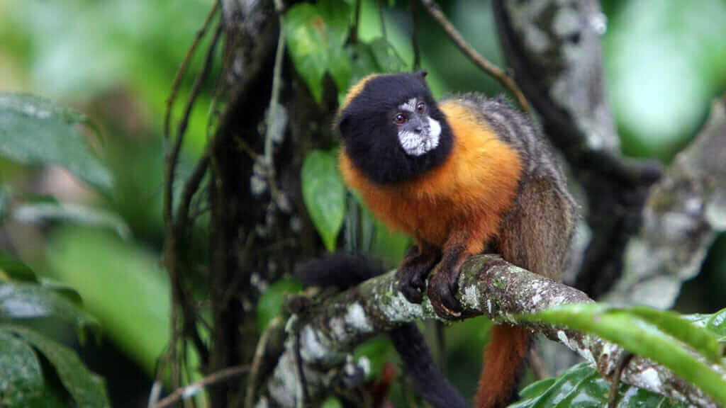 red mantled tamarin monkey ecuador amazon