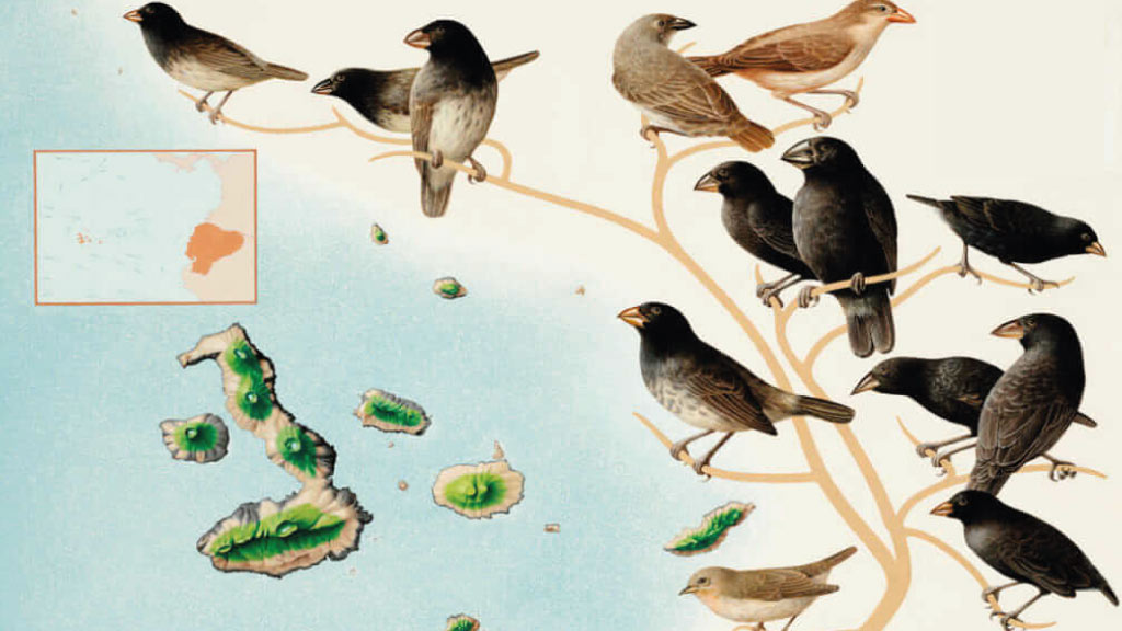 theory-of-evolution-finch beaks-charles-darwin and galapagos