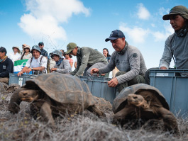 release of floreana island giant galapagos tortoises