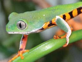 amazon rainforest frog