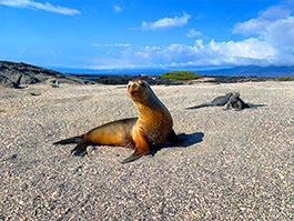 thumb-galapagos-islands-facts-from-darwin-to-boobies-and-tortoises
