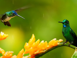 hummingbirds in mindo ecuador