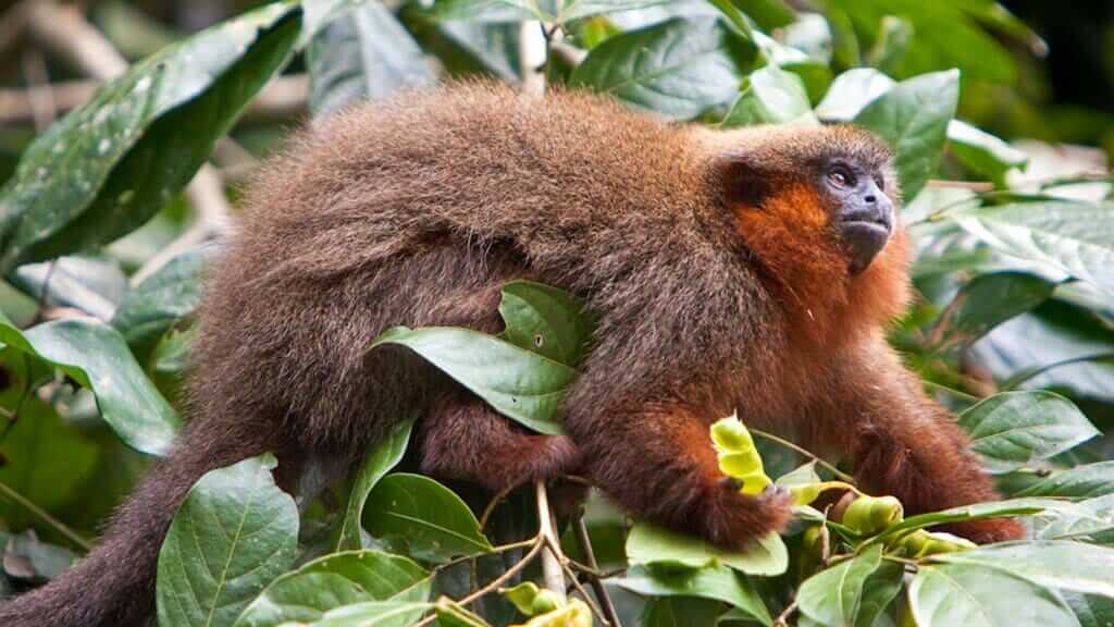 red crowned Titi monkey in the Ecuadorian Amazon rainforest